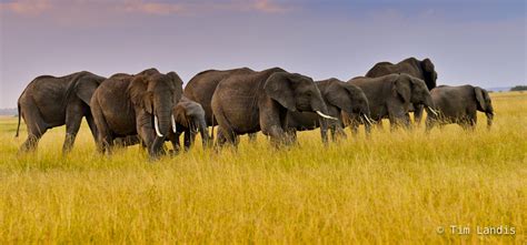 Elephant Herd Grazing Masa Mara Kenya Doc Landis Photography