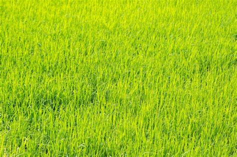 Premium Photo Bright Green Rice Field Nature Background