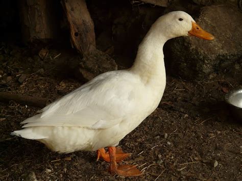 Pekingente Steckbrief Haltung Ern Hrung Und Entenstall Was Wichtig Ist