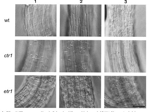 Figure From Ethylene Can Stimulate Arabidopsis Hypocotyl Elongation