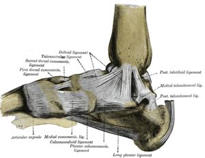 Spring Ligament - Physiopedia