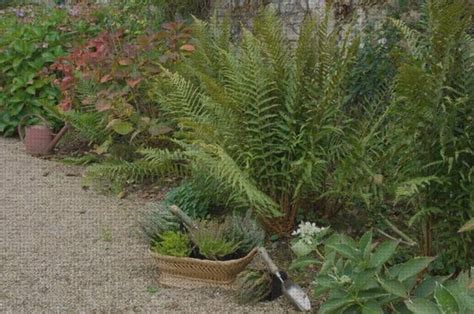 Hoja De Cultivo Sembrar Plantar Y Mantener Helechos