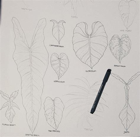 Im Drawing My Favourite Philodendrons Ive Only Done The Outlines So