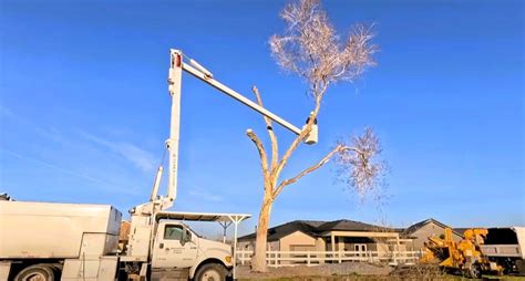 Minimizing Environmental Impact Of Tree Removal Essential Tips