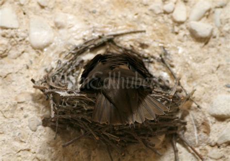 Chimney Swifts Nesting in a Barn Silo in Ozaukee County Wisconsin on ...