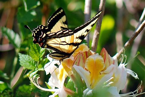 Solve Western Tiger Swallowtail On Western Azalea Jigsaw Puzzle Online