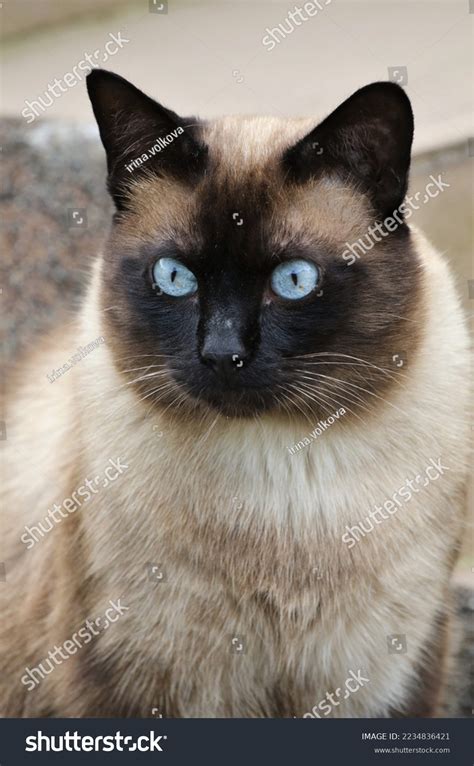 Siamese Cat Dark Muzzle Ears Blue Stock Photo 2234836421 | Shutterstock