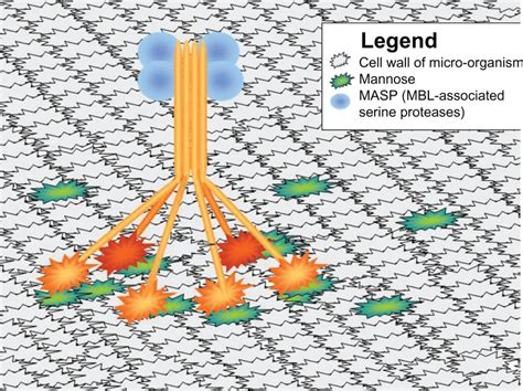 Mannose-Binding Lectin receptor, depicted as a hexamer, binding to... | Download Scientific Diagram