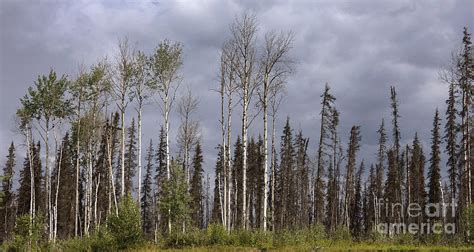 Yukon Trees Photograph By Inge Riis Mcdonald Fine Art America