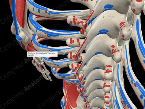 origin  semispinalis thoracis muscle complete anatomy