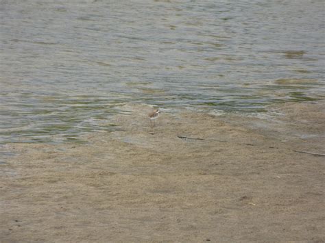 Collared Plover From Las Colonias Santa Fe Argentina On December