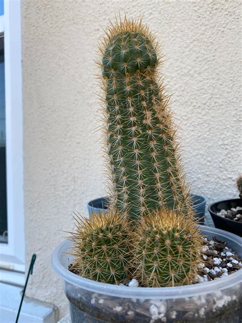 Best Tips On Caring Penis Cactusechinopsis Lageniformis In 2024