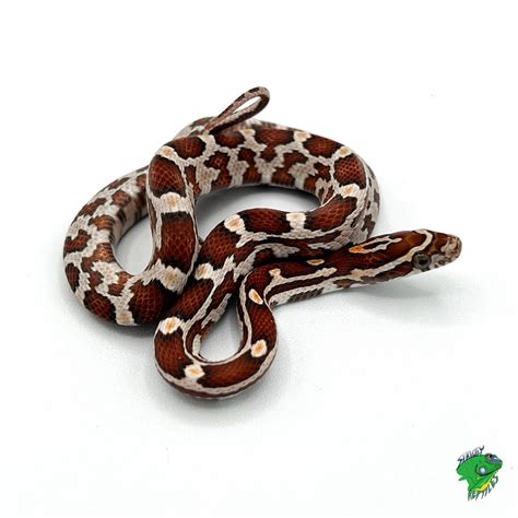 Tessera Caramel Corn Snake - baby - Strictly Reptiles Inc.