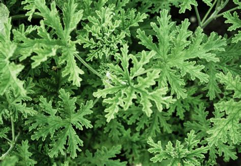 How To Grow And Care For Citronella Plants