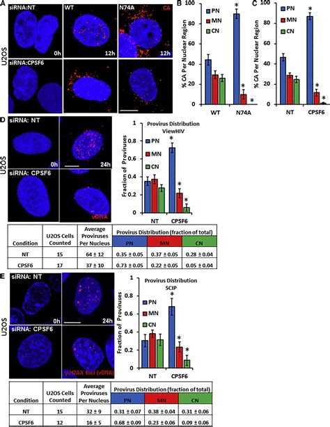 Direct Visualization Of Hiv Replication Intermediates Shows That