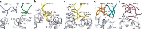 A Semi Invariant Vα10 T Cell Antigen Receptor Defines A Population Of