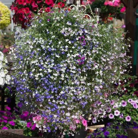 Trailing Lobelia Fountain Mix Seeds Welldales