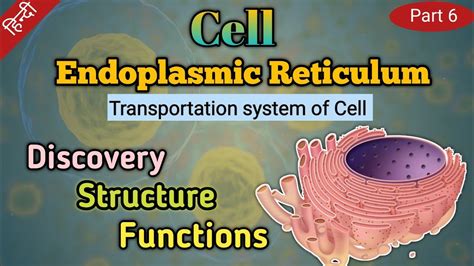 Endoplasmic Reticulum In Hindi Cell S Transportation System Structure