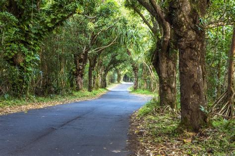 Canopy Of Trees Over Road Stock Photo Image Of Outdoors 92835180