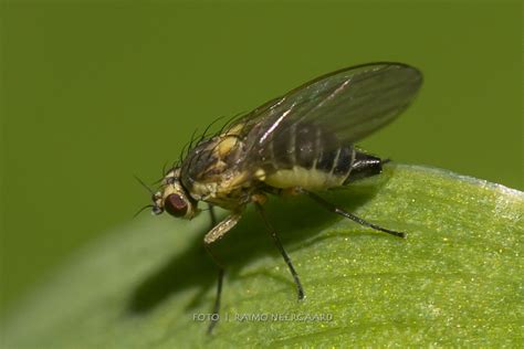 Diptera Info Discussion Forum Agromyzidae Phytomyzinae