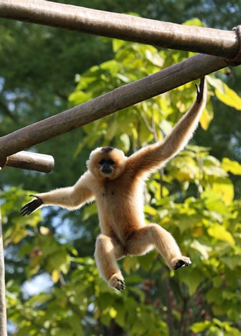 How Gibbons Got Their Swing Scientific American