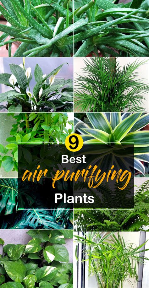 9 Best air purifying plants | Air cleaning plants | Nasa plants ...