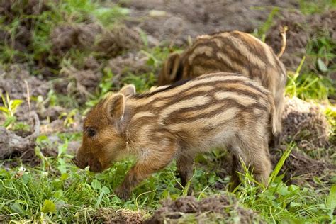 Il TAR Sospende La Caccia In Braccata Al Cinghiale La Rivista Della