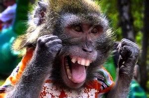 Create meme "the monkey is funny, photo of a monkey, the monkey vlad ...