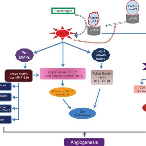 2 Role Of Proteinases In Angiogenesis Binding Of Urokinase Receptor