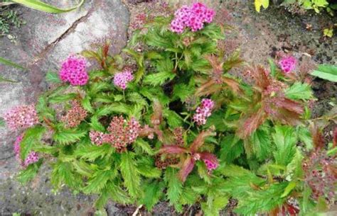 Спирея японская Crispa (Spiraea japonica)