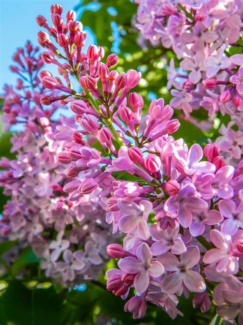Flower Lilac Blossom Free Photo On Pixabay Pixabay
