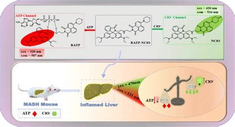 Dual Emissive Detection Of Atp And Hypochlorite Ions For Monitoring Inflammation Driven Liver