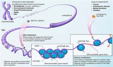 eukaryotic gene regulation mcat premier mcat prep