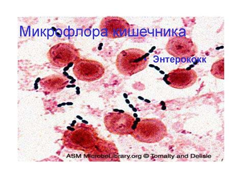 Микрофлора тела человека - презентация онлайн