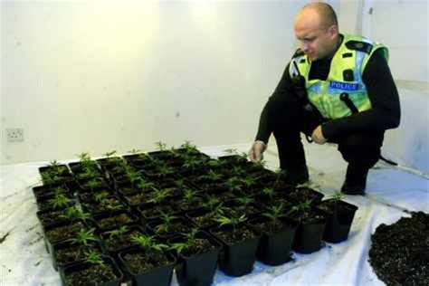 Police Raid Sophisticated Cannabis Factory In Telford Shropshire Star