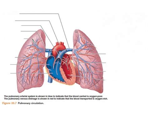 Pulmonary Circulation Heart