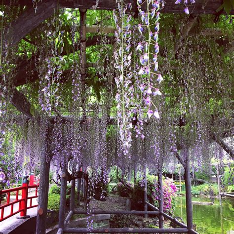 Can’t Get Enough Of The Sakura Season? Japan’s Wisteria Is Just As ...