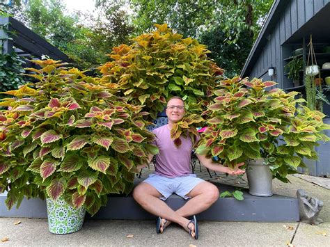 Coleus Shade Garden Fasci Garden