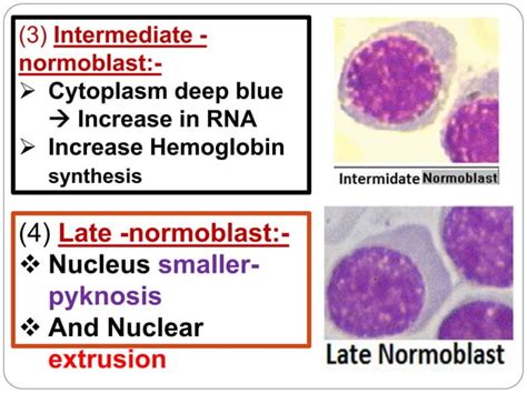 Red Blood Cells Production Erythropoiesis Ppt