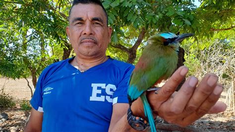 Un Torogoz Ave Nacional Lleg A Mi Casa Lesionado Youtube