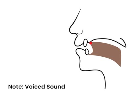 The /z/ Sound: Pronunciation Guide and Examples • 7ESL