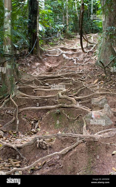 Wurzeln Bilden Eine Nat Rliche Treppe In Den Dschungel Des Taman Negara