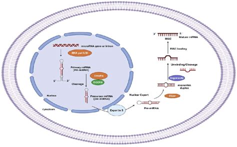 Schematic Presentation Of Microrna Biogenesis Download Scientific Diagram