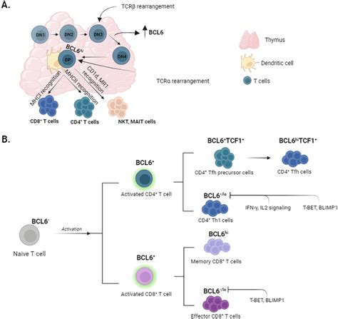 Key Functions Of The Transcription Factor Bcl6 During T Cell