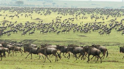 Wildebeest Migration 2022 Serengeti National Park Tanzania