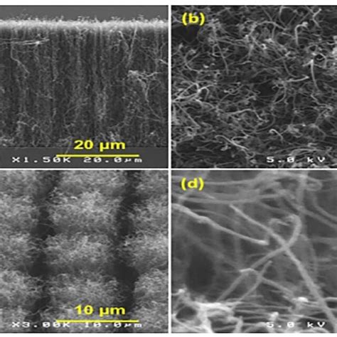 A And B Cross Sectional And Top View Sem Micrographs Of P Cnts