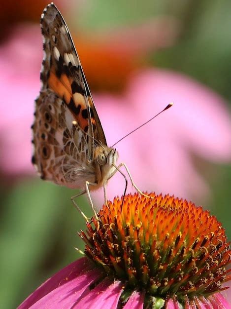 Premium Photo Close Up Of Butterfly Pollinating On Pink Flower