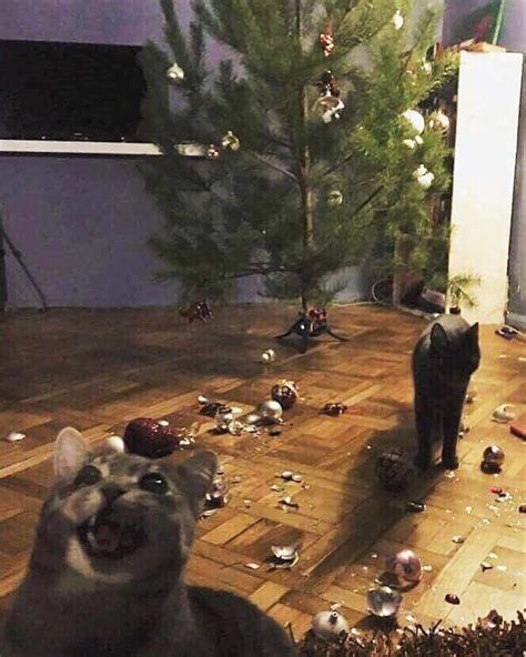 Cats Destroying a Christmas Tree [Template] MEME GENERATOR TEMPLATE ...