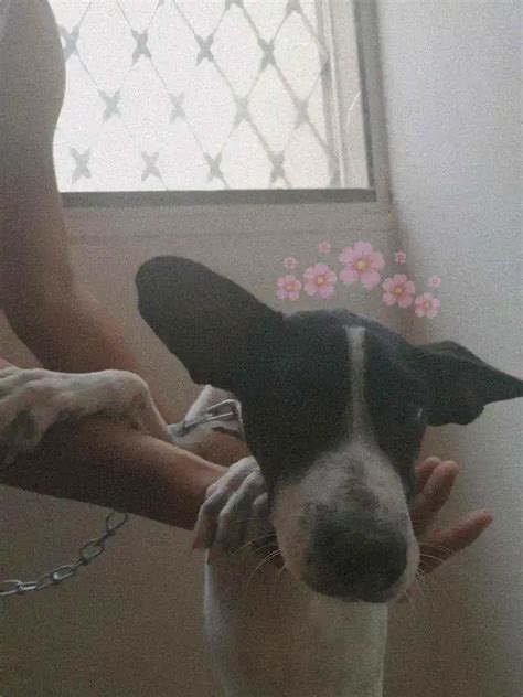 Adoção de Cachorro Rio de Janeiro RJ Totó Jacó 7 a 11 meses Raça