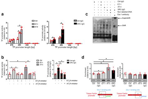 Ijms Free Full Text Autoantibodies Targeting At1 And Eta Receptors